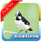 Brazilian birds Bigodinho Mp3-icoon
