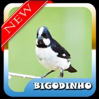 Brazilian birds Bigodinho Mp3-poster