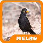 Brazilian Melro Birds icône