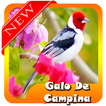 Femea do Galo de Campina MP3