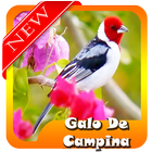 Femea do Galo de Campina MP3 ikona