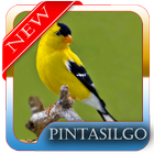 آیکون‌ Femea dos Pintassilgo MP3