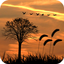 Sunset Live Wallpaper APK