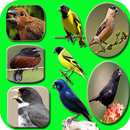 Canto de Passaros Mais Bonitos APK
