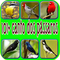 download 101+ canto dos pássaros APK