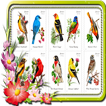 O som de aves (200 mais)