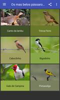 O som de aves (200 mais) تصوير الشاشة 1