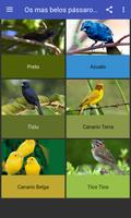 O som de aves (200 mais) تصوير الشاشة 2
