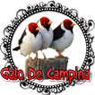 Fêmea Galo de Campina Chamando