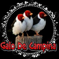 Fêmea Galo de Campina Chamando Affiche