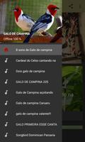 Fêmea Galo de Campina Chamando تصوير الشاشة 1