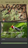 Fêmea Galo de Campina Chamando تصوير الشاشة 2