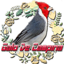 Galo de campina canto açoite com chamado APK