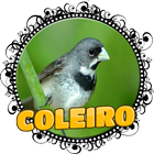 FÊMEA DE COLEIRO MACHEANDO icon
