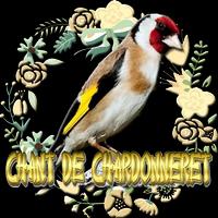 Chant de chardonneret parva الملصق