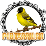 Pintassilgo campeão de canto biểu tượng