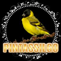 Pintassilgo campeão de canto постер
