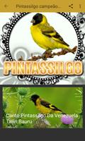 Pintassilgo campeão de canto скриншот 2