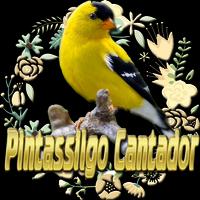 Pintassilgo Cantador Affiche