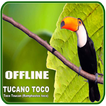CANTO DO TUCANO TOCO