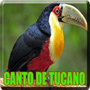O Canto do Tucano (Ramphastos toco) APK