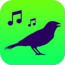 Todos Cantos Pássaros Brasil - Canto de Pássaros APK