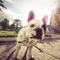 Animal Wallpaper HD Images