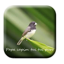 canto de papa capim tui tui puro APK