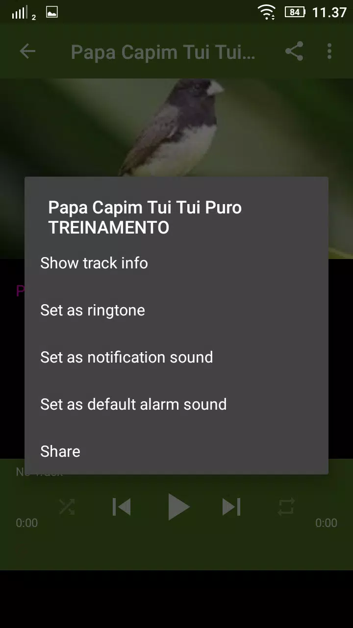 PAPA CAPIM TUI TUI PURO - TREINAMENTO 