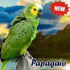 Cantos De Papagaio أيقونة