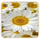 S6 Daisy Flower LiveWallpaper APK