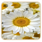 S6 Daisy Flower LiveWallpaper icône