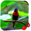 Birds Video Wallpaper Pro