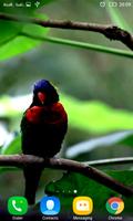 برنامه‌نما Birds Video Wallpaper Pro عکس از صفحه