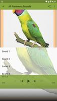 Bird Sounds : Parakeets Plakat