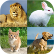 Animal quiz - Animal matching
