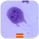 Quiz de Parasitología aplikacja