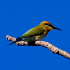 Kakadu Birds biểu tượng