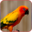 Parrot Wallpaper