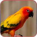 Parrot Wallpaper APK