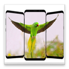 Parrot Wallpaper HD (2018-2019) icône