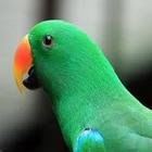 Cutest Parrot Wallpapers icône