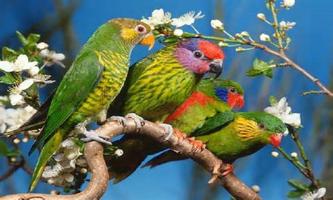 Cutest Parrot Wallpapers скриншот 1