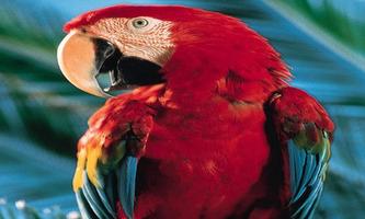 Cutest Parrot Wallpapers скриншот 2