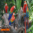 parrot bird আইকন