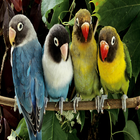 Parrot Pictures আইকন