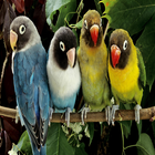 Parrot Pictures icône