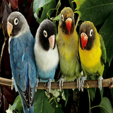 Parrot Pictures icono