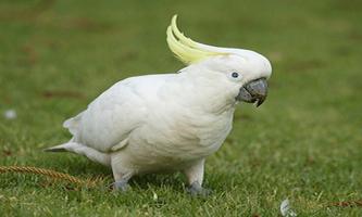 Parrot Pictures скриншот 2