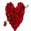 Valentine Day SMS, Photos - express your love APK